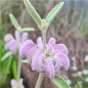 Phlomis Italica